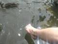 foot fed ducks