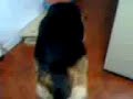 Polo se comio las sobras de la piza P1