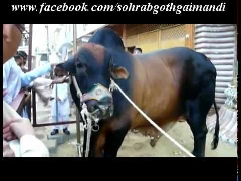 farm bull