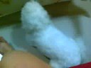 Pet Maltese, Fishball, caught humping.
