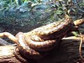 Scrub Python At Australia Zoo