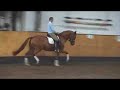 Dressage Horse for Sale: Womic by Weltmeyer