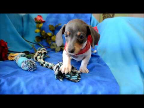 Hank AKC Blue Tan Piebald Miniature Dachshund SH Puppy for sale