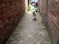 Jasper the Microbe - attack footage