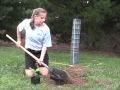 Plant Your Tree