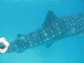 Snorkling With A Whale Shark