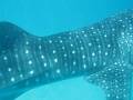 Snorkling with a whale shark