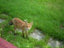 fox at my house