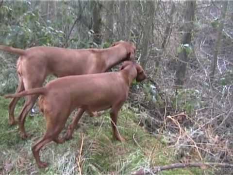 Imagen de previsualización de YouTube