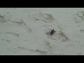 Turtle hatchling - Girl You Never Knew