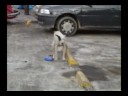 La Cagas