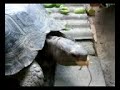 tortoise eat mice