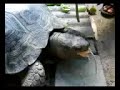 tortoise eat mice