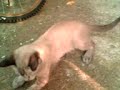 namwaan playing  morning 24 09 2007  2