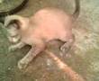 namwaan playing  morning 24 09 2007  2