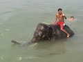 Elephent and Tourist Baths in Crocodile Infested River