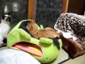 キャットファイト１