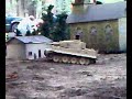 tiger