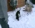 Snow Dogs Part One!