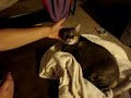 Sleepy Cat