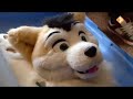 fursuit dutch man bijt hond :) fursuit dutch man bijt hond :)