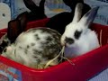 Baby Bunnies