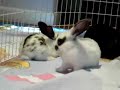 Baby Bunnies Baby Bunnies