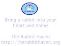 Baby Bunnies