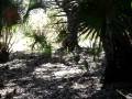 videos de Wild Florida Hogs
