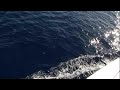 1000lb Marlin