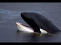 music video made by me a tribute to the world's famous orca, keiko