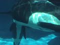 music video made by me a tribute to the world's famous orca, keiko