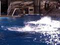 free willy - Free Willy - Flixster Video