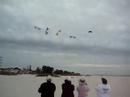 revolution quad kites treasure island