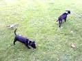 \"S\" ah oui les chiens 4