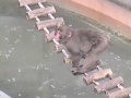 Ueno Zoo