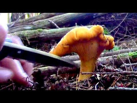 how to replant mushrooms
