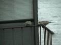 Necking Turtle Doves and Curious Cat