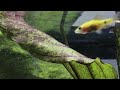 Tiger and red glass barbs in my planted tank: http://t.co/dGzUEk9H via @YouTube