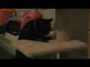 panic and fable: scratching post of doom