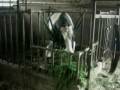videos de VIDEO AGRICOLI