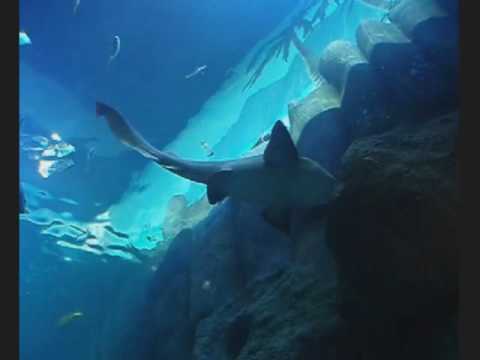 sealife - Abwechslungsreicher kleiner Einblick in die fantastische Unterwasserwelt des Sealife in Oberhausen.