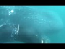 Snorkling with the whaleshark Tofo Mozambique