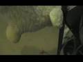 The-sheep-adventure-