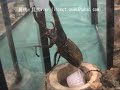 昆虫部門 金賞（1位）：ヘラクレスオオカブト リッキー（Dynastes hercules.lichyi）