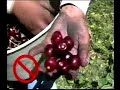La Cosecha de Cerezas: El Cuidado de la Fruta y la Segurida