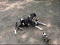 Great Dane playing with 3 Border Collie Puppies