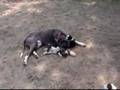 Border Collie video
