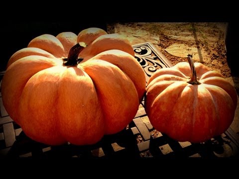 Harvesting Musquée de Provence Pumpkins
