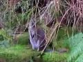 Wallabies on Inchconnachan, Loch Lomond